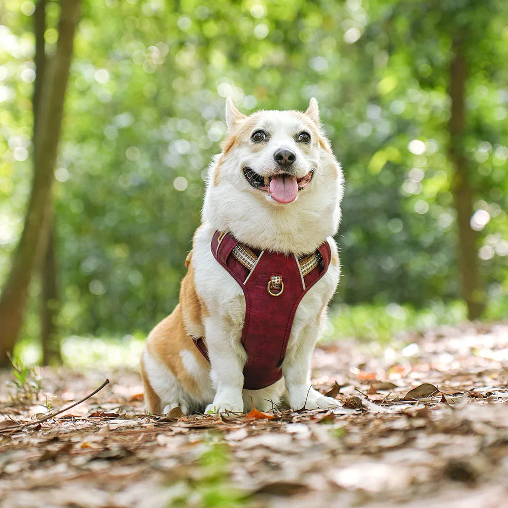 Waterproof Dog Harness Breathable Nylon Dog Harnesses Pet Training Walking Vest With Reflective Strip for Small Large Dogs